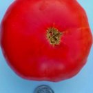 25 Mortgage Lifter Halladay'S 25 Fresh Tomato Seeds Buy Seeds Online