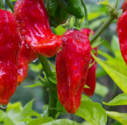 10 Ghost Pepper Seeds Bhut Jolokia Extremely Hot Pepper Genuine Buy Seeds Online
