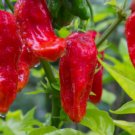 10 Ghost Pepper Seeds Bhut Jolokia Extremely Hot Pepper Genuine Buy Seeds Online