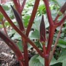 25 Red Burgundy Okra Seeds NonGmo Heirloom Buy Seeds Online