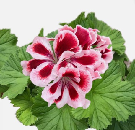 100 Packet Geranium Seeds Fragrant Seeds Style 2 Buy Seeds Online