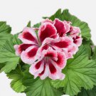 100 Packet Geranium Seeds Fragrant Seeds Style 2 Buy Seeds Online