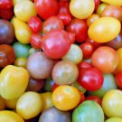 30 Rainbow Cherry Tomato Seeds NonGmo Organic Colorful Buy Seeds Online