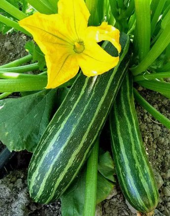 25 Cocozelle Zucchini Summer Squash Seeds NonGmo Cocozella Di Napoli Buy Seeds Online