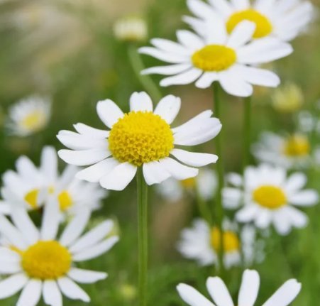 3500 German Chamomile Seeds Non Gmo Herbal Tea Scented Mayweed Buy Seeds Online