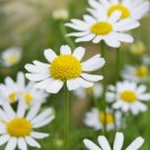 3500 German Chamomile Seeds Non Gmo Herbal Tea Scented Mayweed Buy Seeds Online