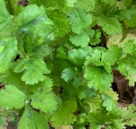 500 Seeds Cilantro Coriander Seeds NonGmo   Buy Seeds Online