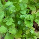500 Seeds Cilantro Coriander Seeds NonGmo   Buy Seeds Online