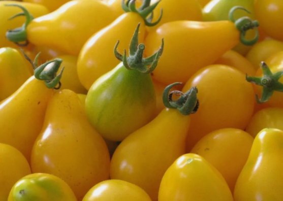 50 Yellow Pear Tomato Seeds Rare NonGmo Heirloom Sweet & Juicy Buy Seeds Online