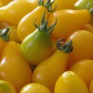 50 Yellow Pear Tomato Seeds Rare NonGmo Heirloom Sweet & Juicy Buy Seeds Online