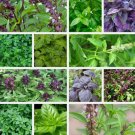 Basil Seeds Collection Non Gmo 12 Different Varieties Heirloom Buy Seeds Online