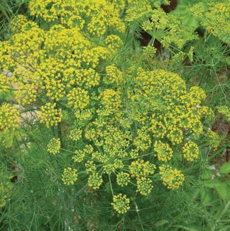 500 Mammoth Dill Seeds Heirloom  NonGmo  Herb Seeds 1145 Buy Seeds Online