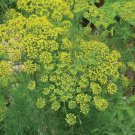500 Mammoth Dill Seeds Heirloom  NonGmo  Herb Seeds 1145 Buy Seeds Online