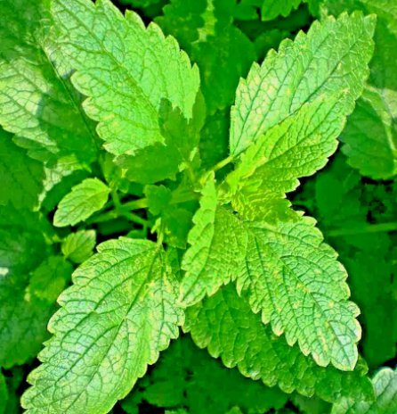 1500 Lemon Balm Citronella Perennial Seeds Mosquito Insect Repellent NonGmo Buy Seeds Online