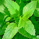 1500 Lemon Balm Citronella Perennial Seeds Mosquito Insect Repellent NonGmo Buy Seeds Online