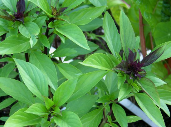 250 Thai Basil Horapha Hun Que Anise Non Gmo Variety Sizes Sold Buy Seeds Online