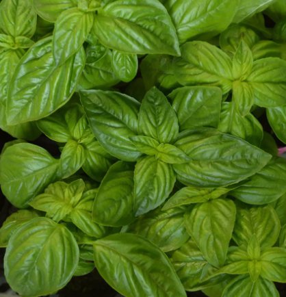250 Genovese Basil Herb Seeds Non Gmo Heirloom Variety Sizes Buy Seeds Online