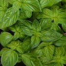250 Genovese Basil Herb Seeds Non Gmo Heirloom Variety Sizes Buy Seeds Online