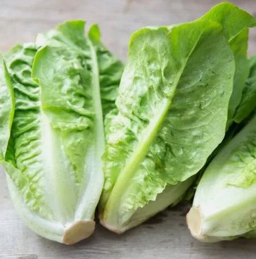 500 Little Gem Lettuce Seeds NonGmo  Seed Store 1107 Buy Seeds Online
