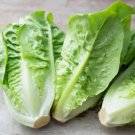 500 Little Gem Lettuce Seeds NonGmo  Seed Store 1107 Buy Seeds Online