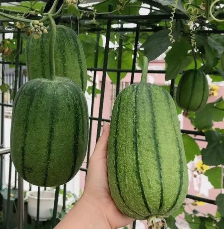 5 Apple Luffa Seeds Muop Tao Rare Heirloom NonGmo Vegetable Buy Seeds Online