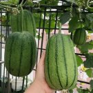 5 Apple Luffa Seeds Muop Tao Rare Heirloom NonGmo Vegetable Buy Seeds Online