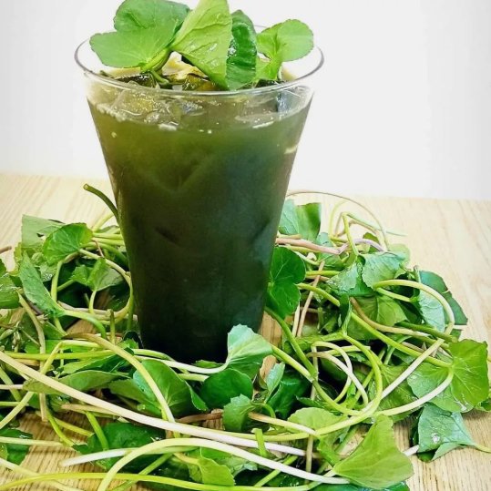 500 Pennywort Seeds Gotu Kola  Centella Asiatica Rau Ma Seeds Asian Vegies Buy Seeds Online