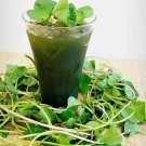 500 Pennywort Seeds Gotu Kola  Centella Asiatica Rau Ma Seeds Asian Vegies Buy Seeds Online