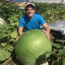 15 Giant Bushel Gourd Seeds Up To 100 Pounds NonGmo Buy Seeds Online