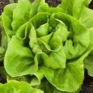 700 Buttercrunch Butterhead Lettuce Seeds NonGmo Buy Seeds Online
