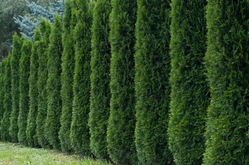 50 Thuja Tree Seeds (Thuja Occidentalis) White Cedar Arborvitae Hedge Row Fast Buy Seeds Online