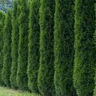 50 Thuja Tree Seeds (Thuja Occidentalis) White Cedar Arborvitae Hedge Row Fast Buy Seeds Online