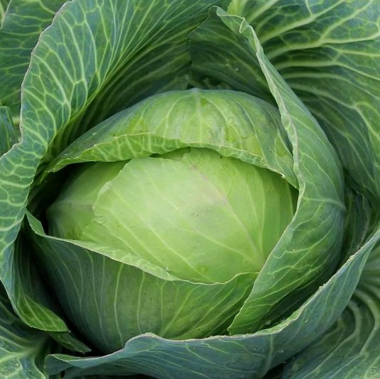 250 Golden Acre Cabbage Seeds NonGmo Variety Sizes Buy Seeds Online