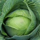 250 Golden Acre Cabbage Seeds NonGmo Variety Sizes Buy Seeds Online