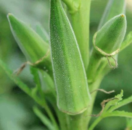 30 Clemson Spineless Okra Seeds NonGmo Gumbo Lady'S Fingers Gombo Bendi Buy Seeds Online