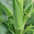 30 Clemson Spineless Okra Seeds NonGmo Gumbo Lady'S Fingers Gombo Bendi Buy Seeds Online