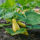 15 Prolific Straightneck Summer Squash Seeds NonGmo Buy Seeds Online