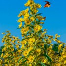 100 Seeds Sunflower Maximilian Perennial Flowers Butterflies Finches  NonGmo Buy Seeds Online