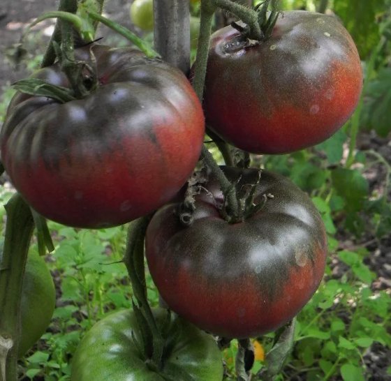 30 Black Krim Tomato Seeds NonGmo Rare Heirloom Variety Sizes Buy Seeds Online