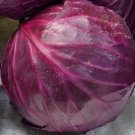 250 Red Acre Cabbage Seeds, Coleslaw, NonGmo, Variety Sizes Buy Seeds Online