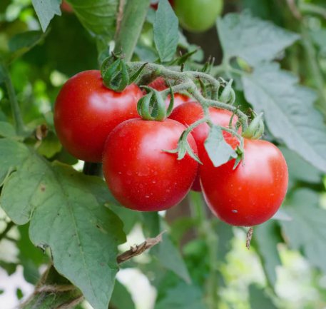 30 Large Red Cherry Tomato Seeds, Salad, Heirloom, NonGmo Buy Seeds Online