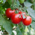 30 Large Red Cherry Tomato Seeds, Salad, Heirloom, NonGmo Buy Seeds Online
