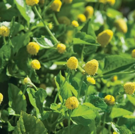 100 Paracress Seeds Herb  Aka; Toothache Plant Buy Seeds Online