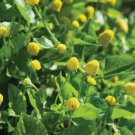 100 Paracress Seeds Herb  Aka; Toothache Plant Buy Seeds Online