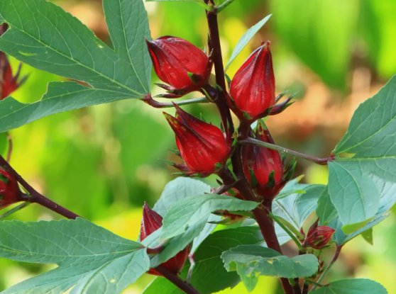 12 Roselle Seeds, Asian Sour Leaf Hibiscus, Florida Cranberry Buy Seeds Online
