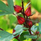 12 Roselle Seeds, Asian Sour Leaf Hibiscus, Florida Cranberry Buy Seeds Online