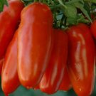 100 San Marzano Tomato Seeds Garden Vegetables Sauce Salad  Buy Seeds Online