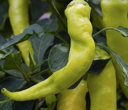 50 Sweet Banana Pepper Seeds, NonGmo, Greek Salad, Banana Chili Buy Seeds Online