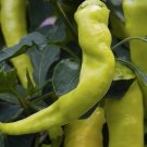 50 Sweet Banana Pepper Seeds, NonGmo, Greek Salad, Banana Chili Buy Seeds Online