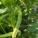 40 Louisiana 16 Inch Longhorn Okra Seeds Longest Most Robust Pods Heirloom Buy Seeds Online